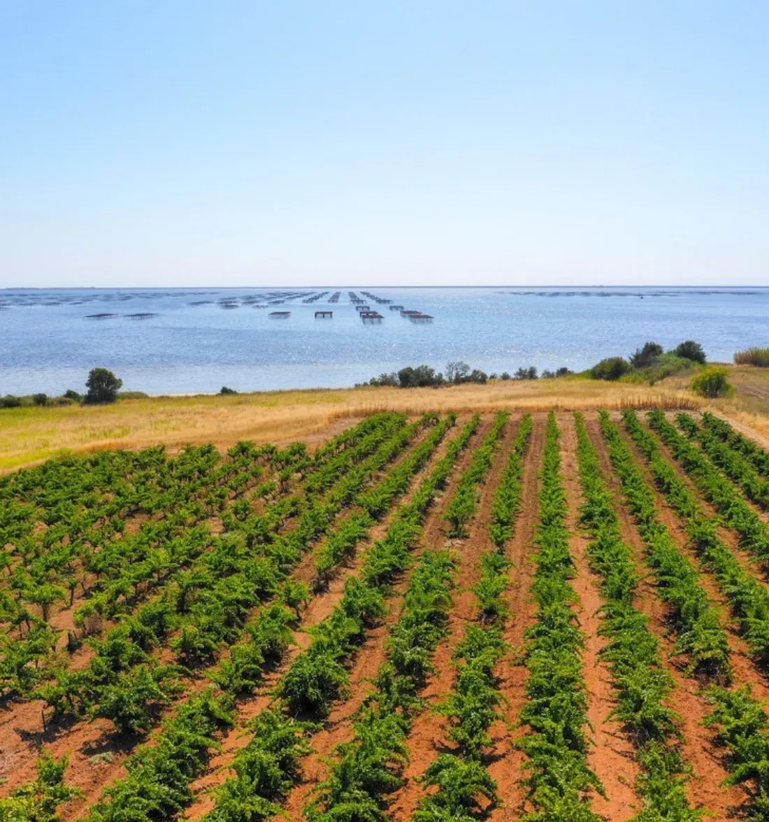 Picpoul de Pinet