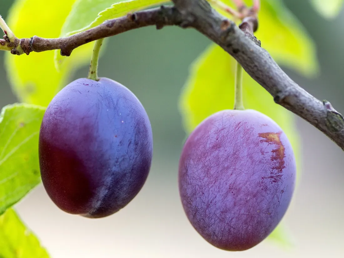 Semaine de la Bio en Occitanie