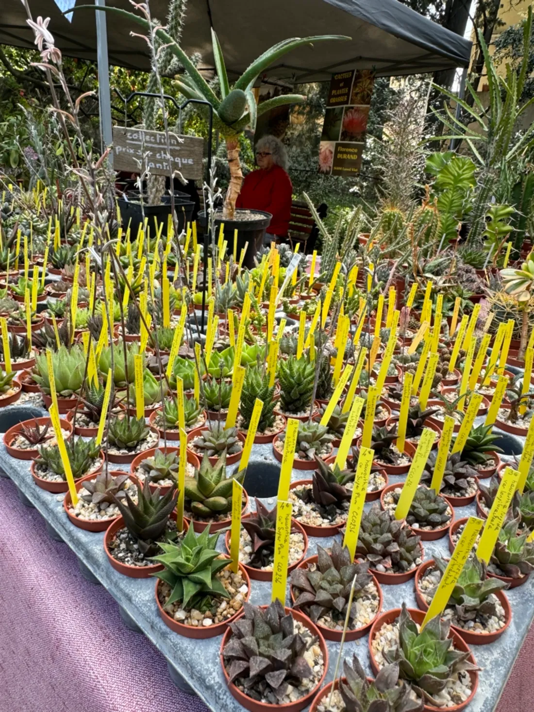 Primavera