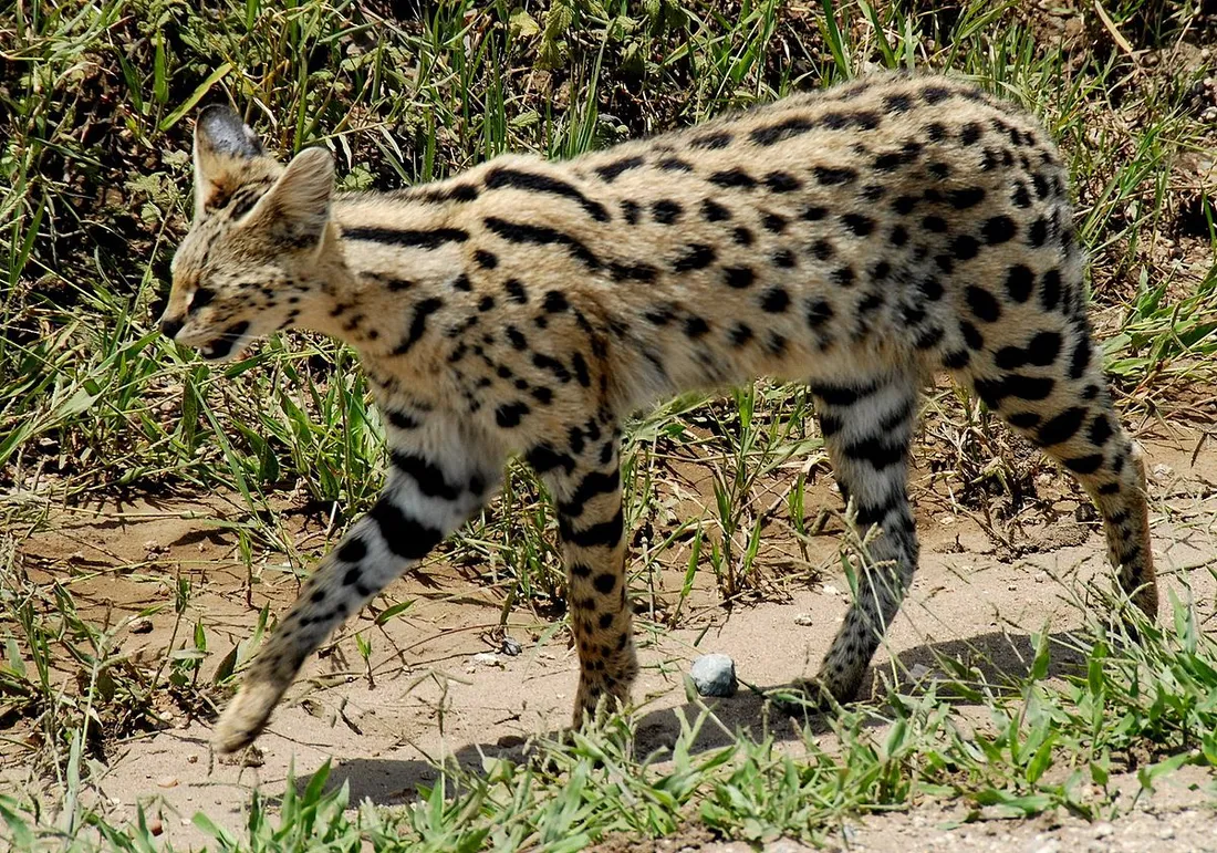 Le serval est une espèce de félins de la sous-famille des félinés.  Il est du genre Leptailurus.