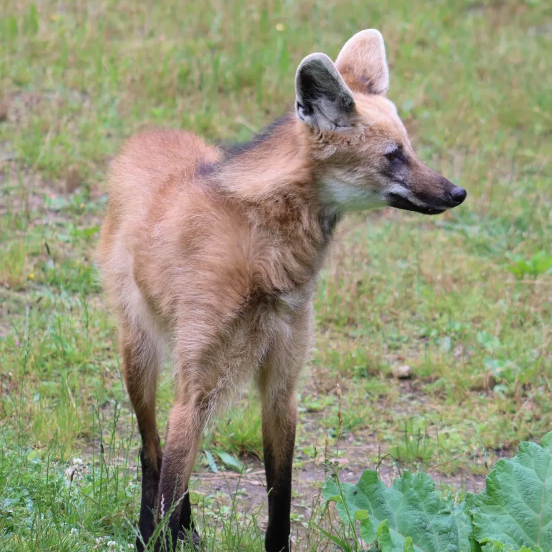 Deux femelles loups à crinières sont arrivées au zoo de Lille