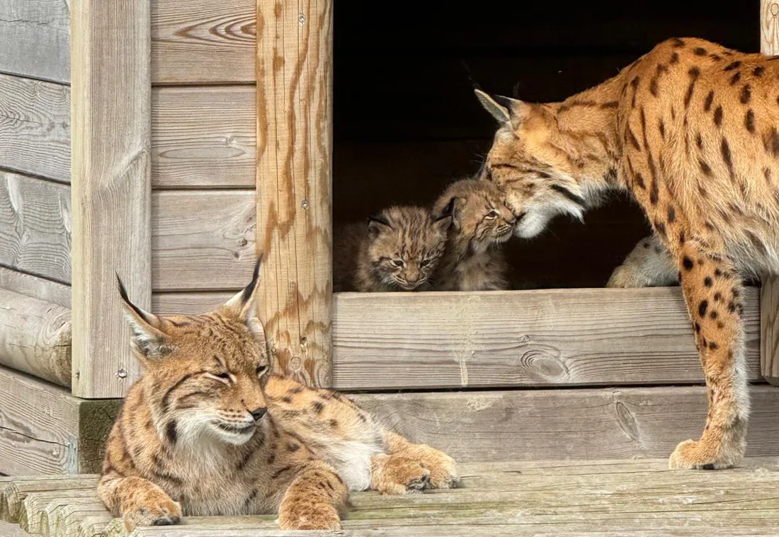 Deux bébés lynx sont nés à Bio-Topia