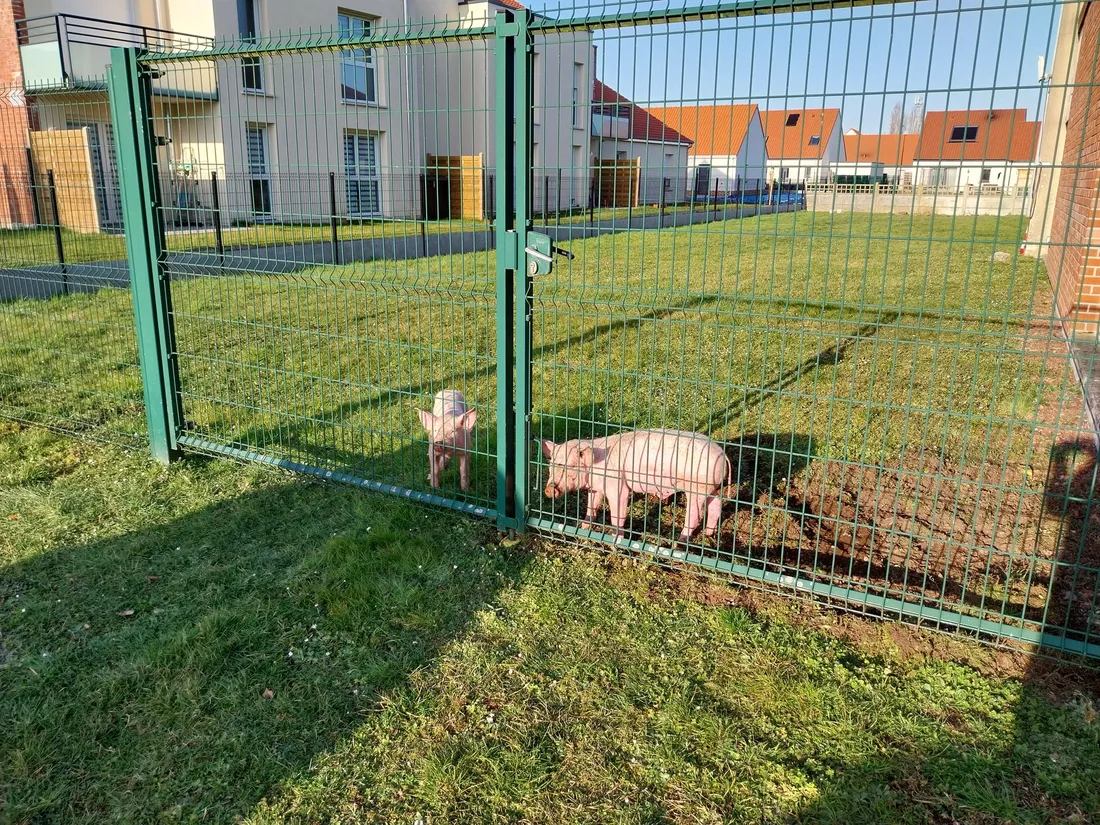 Les deux animaux perdus cherchent un nouveau foyer