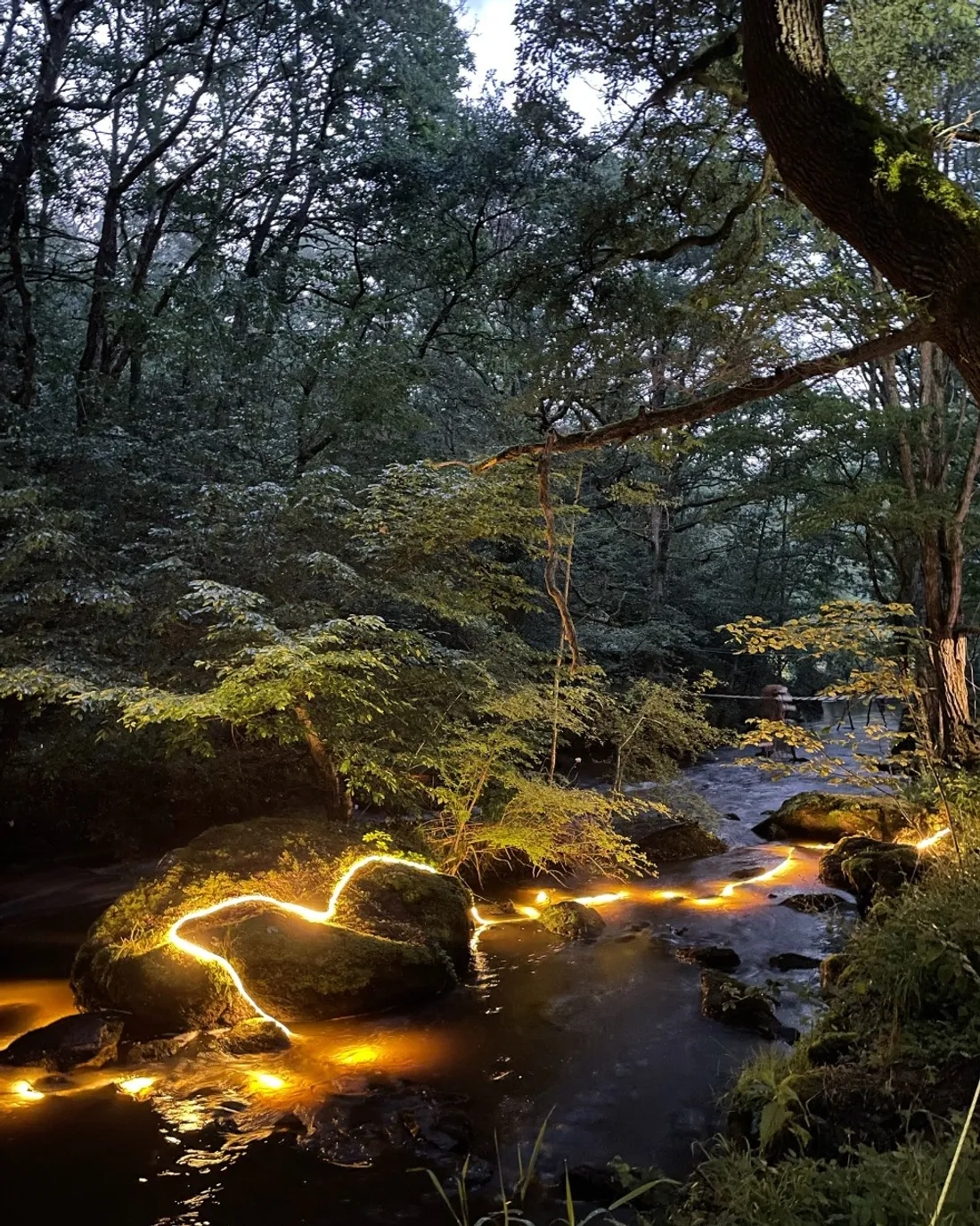 Les Nuits des Forêts s'installent dans la région