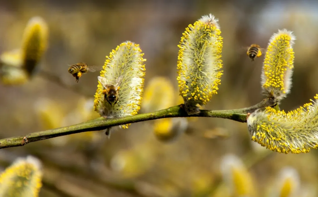 Les allergies aux pollens sont de retour dans la région