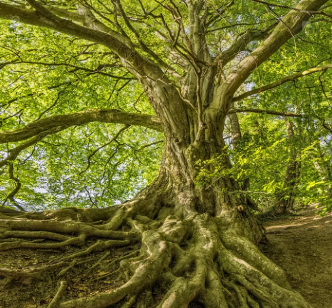 C'est la Fête de l'arbre à Hellemmes