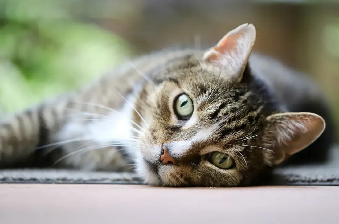 Une collecte pour les animaux à Marcq-en-Baroeul