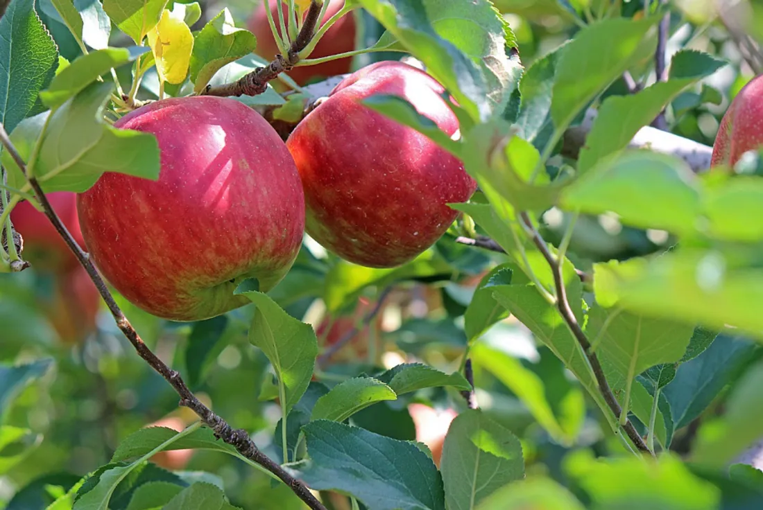 Visitez les productions de pomme dans la région