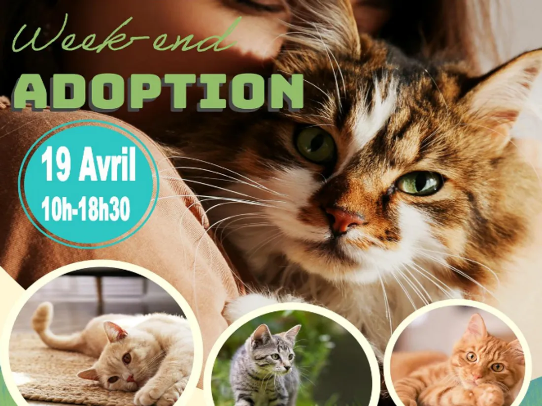 Salon de l'adoption ce samedi à Leers