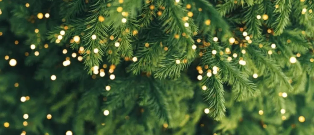 sapin
