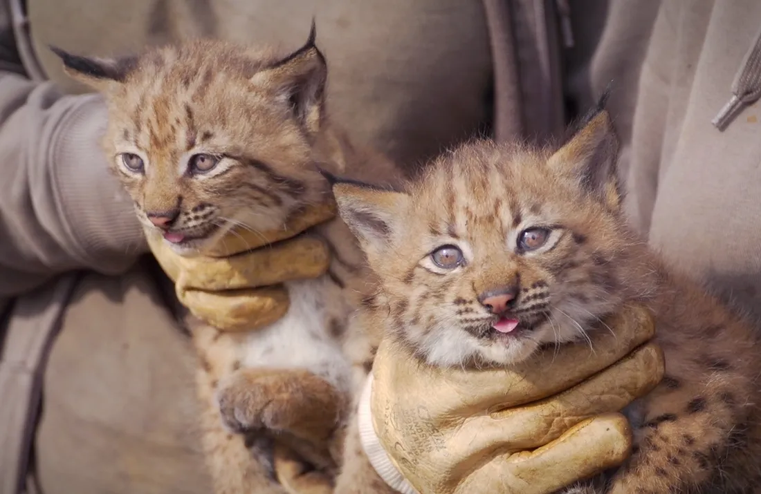 Choisissez le nom des bébés lynx de Bio-Topia