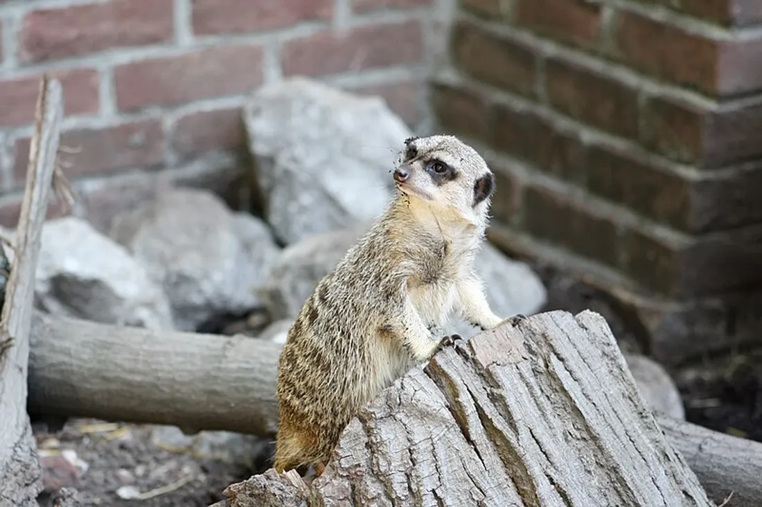 Le zoo de Lille fermé plusieurs jours cette semaine