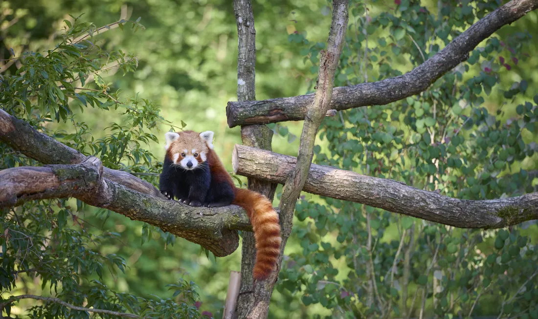 Un panda roux du zoo d'Amiens