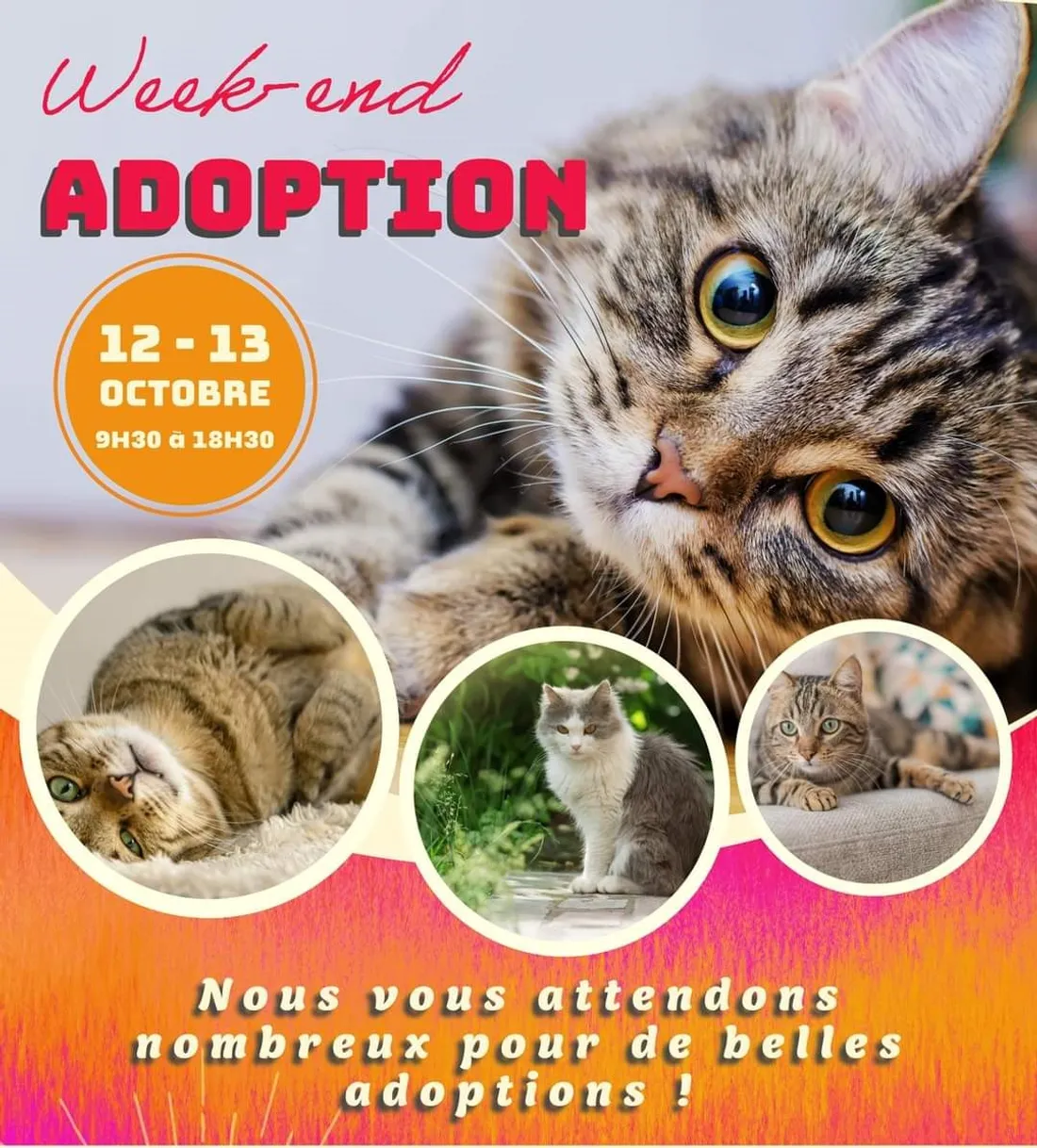 Week-end de l'adoption avec L'Ecole du Chat de Roubaix