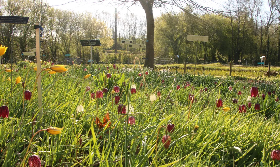 Le conservatoire botanique national de Bailleul 
