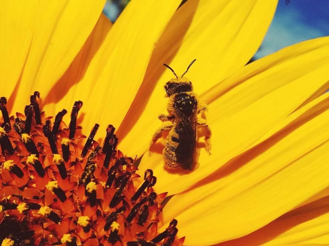 Le taux de mortalité des abeilles est monté à 30% avec les néonicotinoïdes