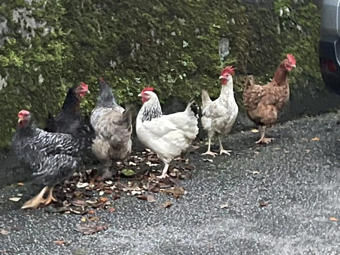 Poule fugueuse Tulle