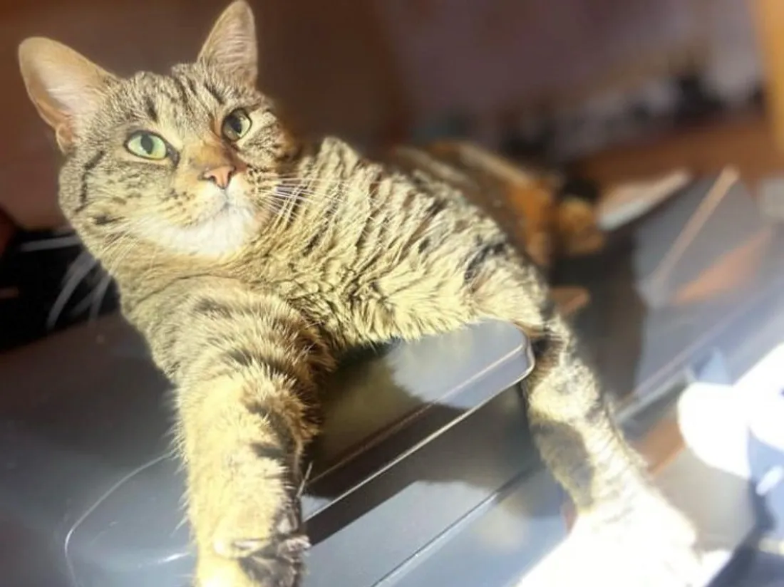 Chat 17 au commissariat d'Albi star d'Instagram