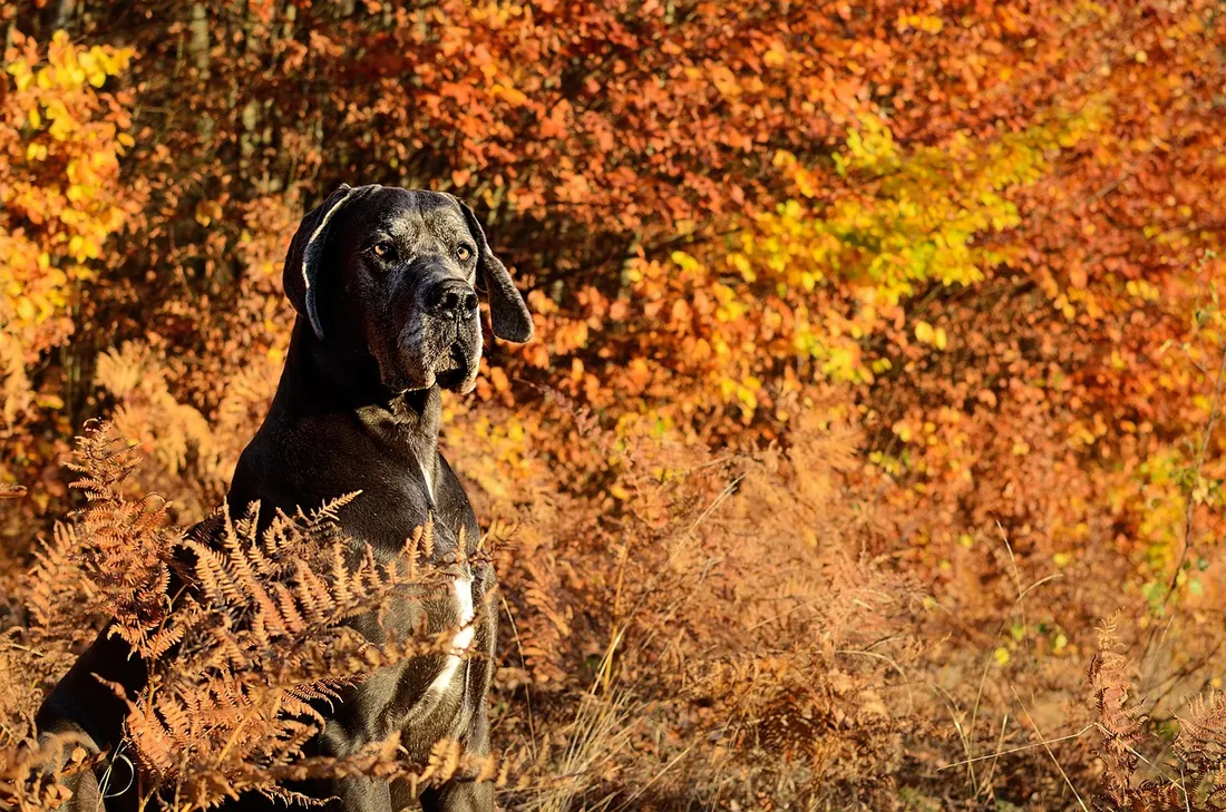 Un chien type croisé dogue a mordu 4 personnes