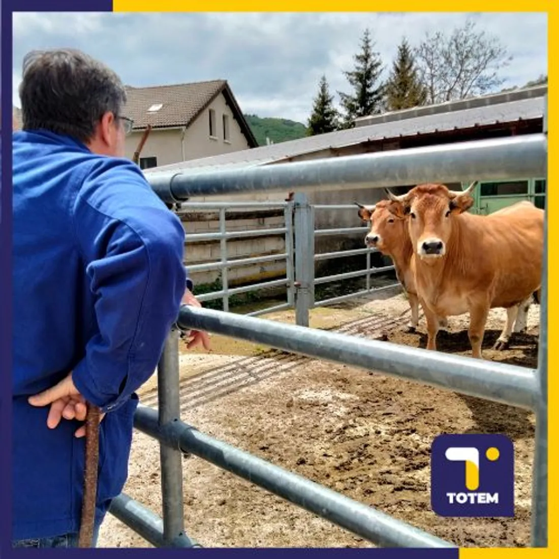 Pistache, vache Aubrac destinée à la cuisine centrale de Mende