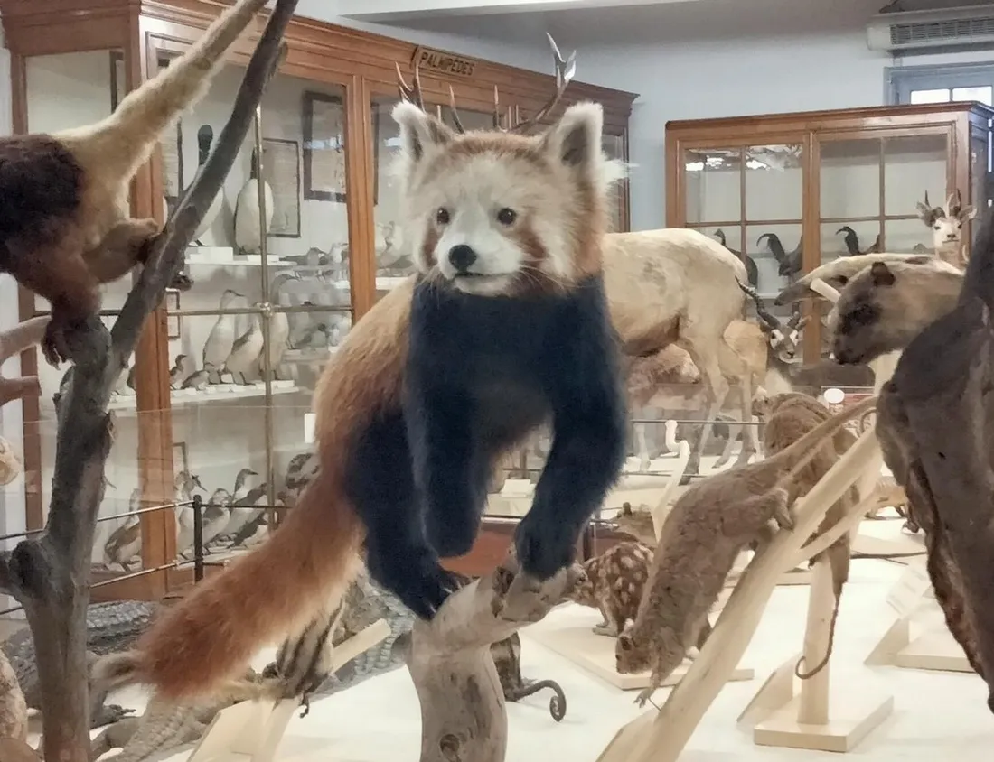 Le Panda Roux nouveau pensionnaire au Museum de Montauban