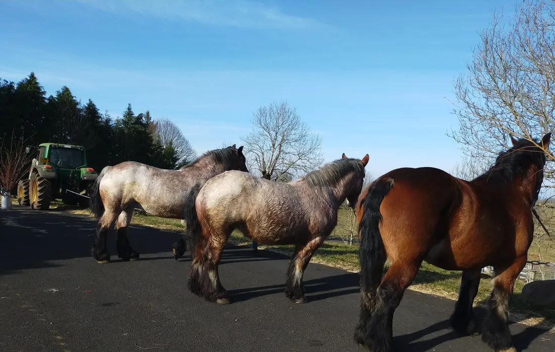 Les chevaux lourds  en lice pour les concours sur  le salon de l'agriculture 2025