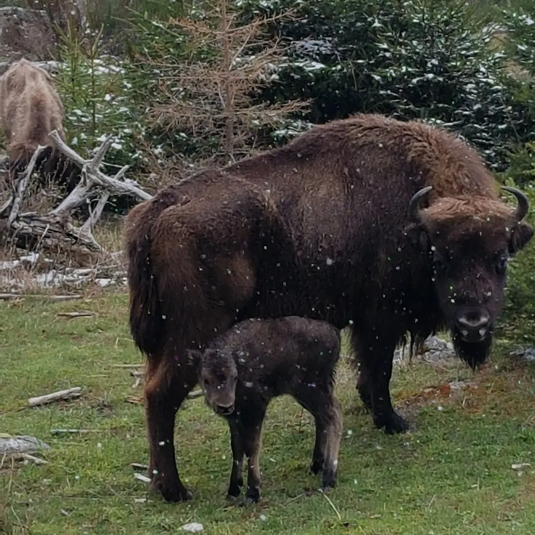 Le nouveau né chez les bisons d'Europe  