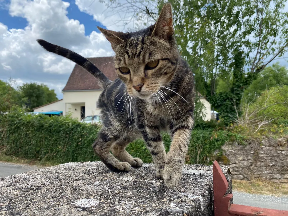 Les chats à Varaire 1