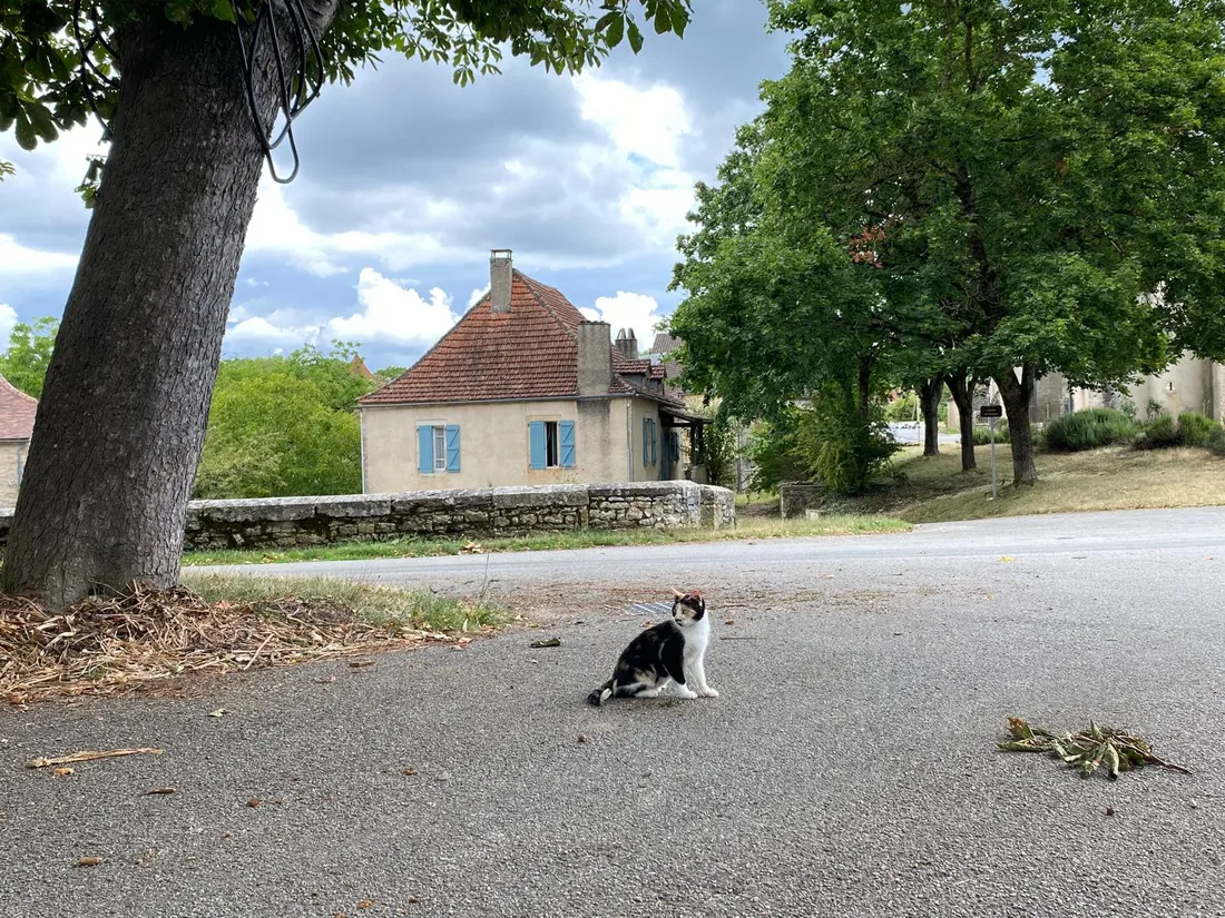 Les chats à Varaire 2