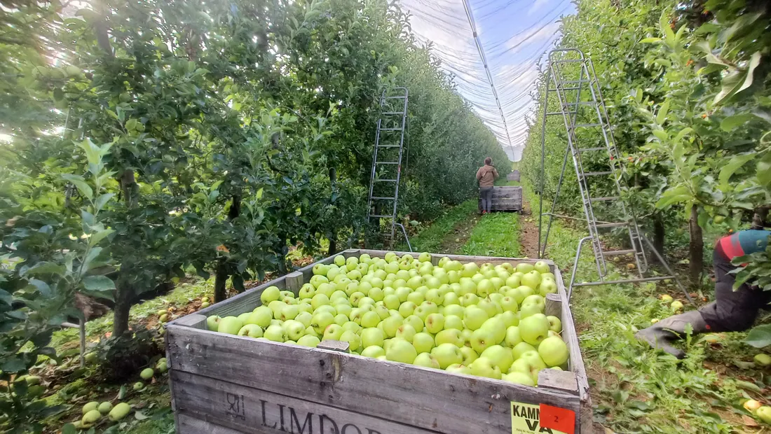 La récolte de pommes AOP du Limousin a débuté