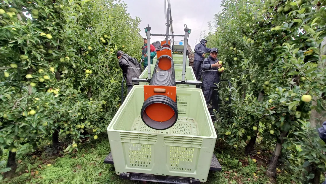 La machine d'assistance de récolte facilite et sécurise la cueillette