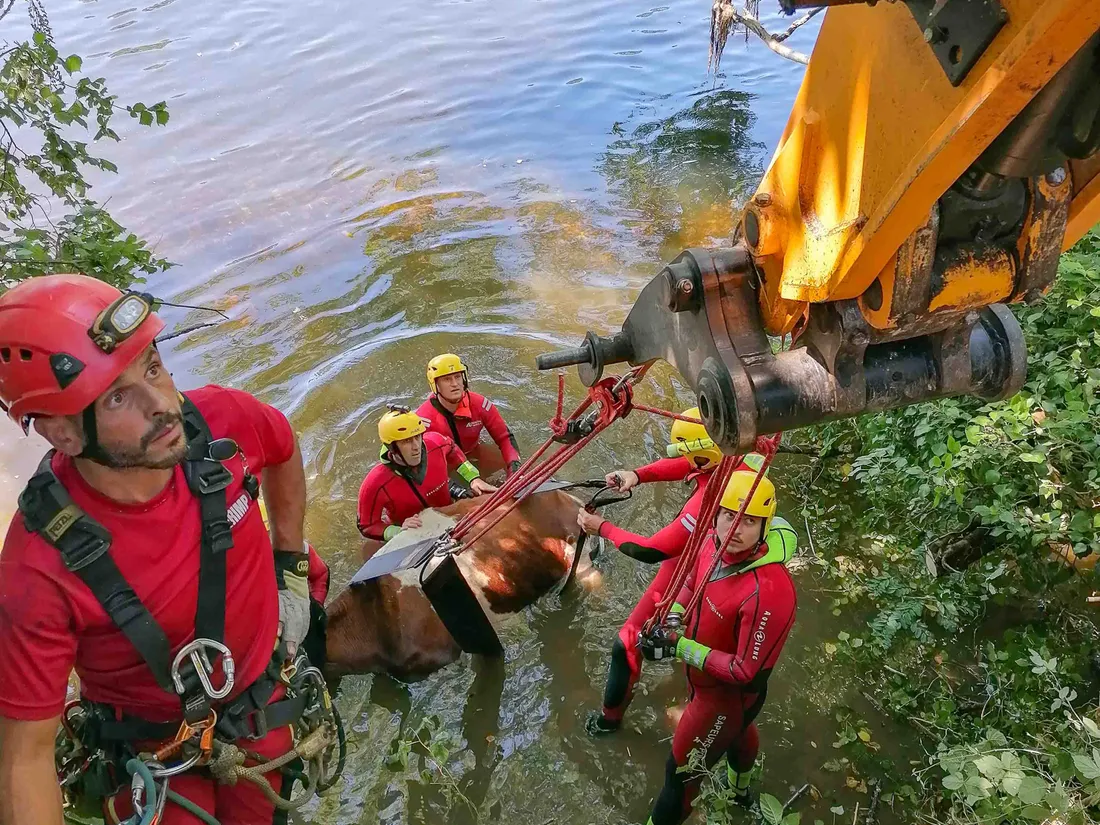 Sauvetage bovin des pompiers à Pinsac