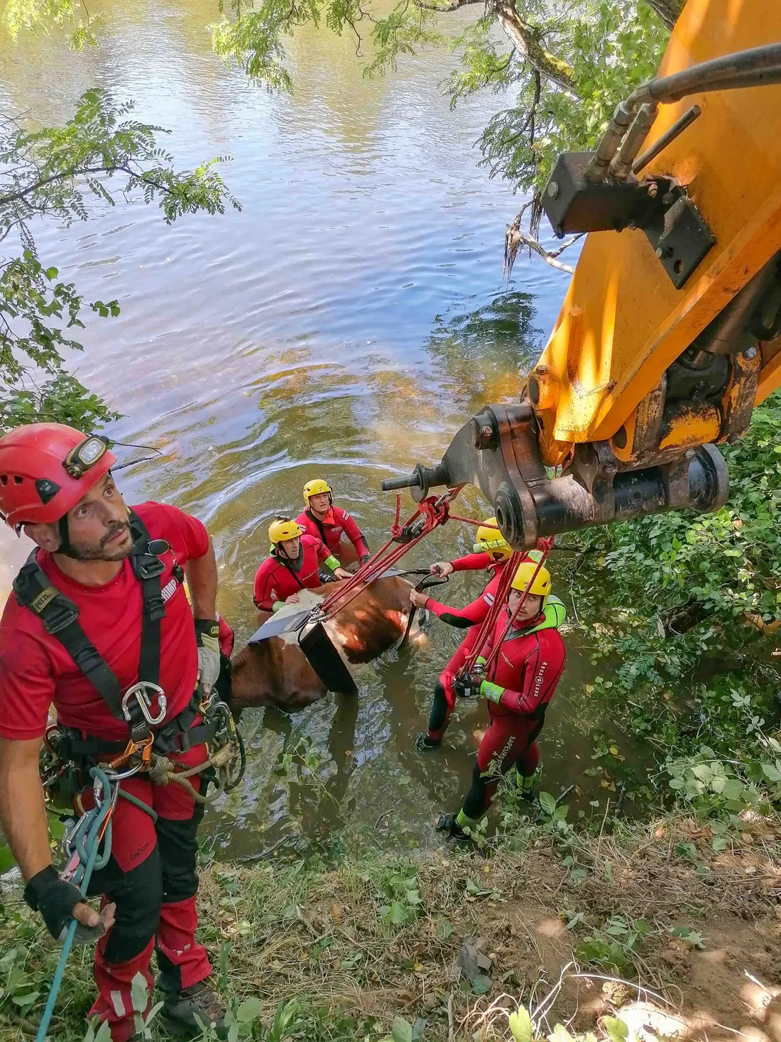 Sauvetage bovin des pompiers à Pinsac