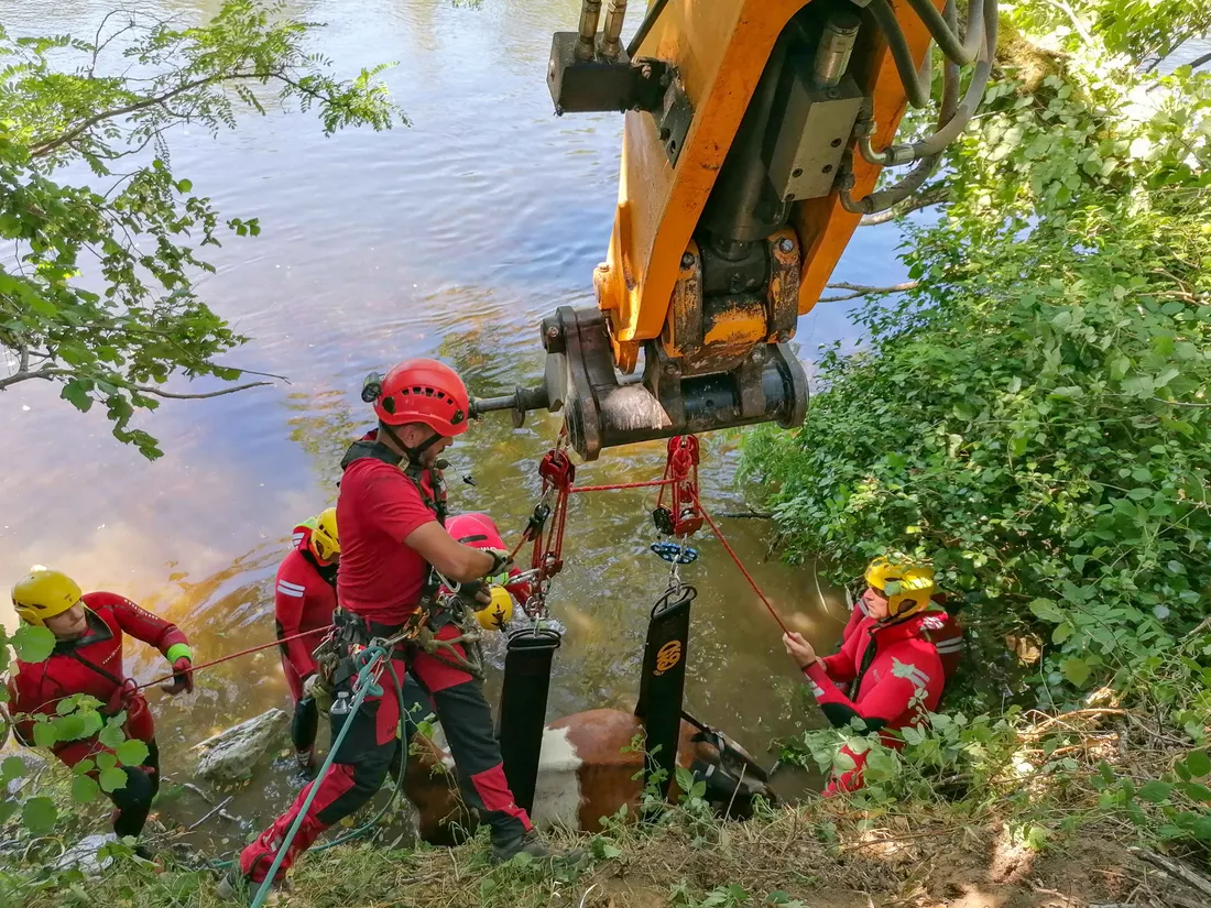Sauvetage bovin des pompiers à Pinsac 2