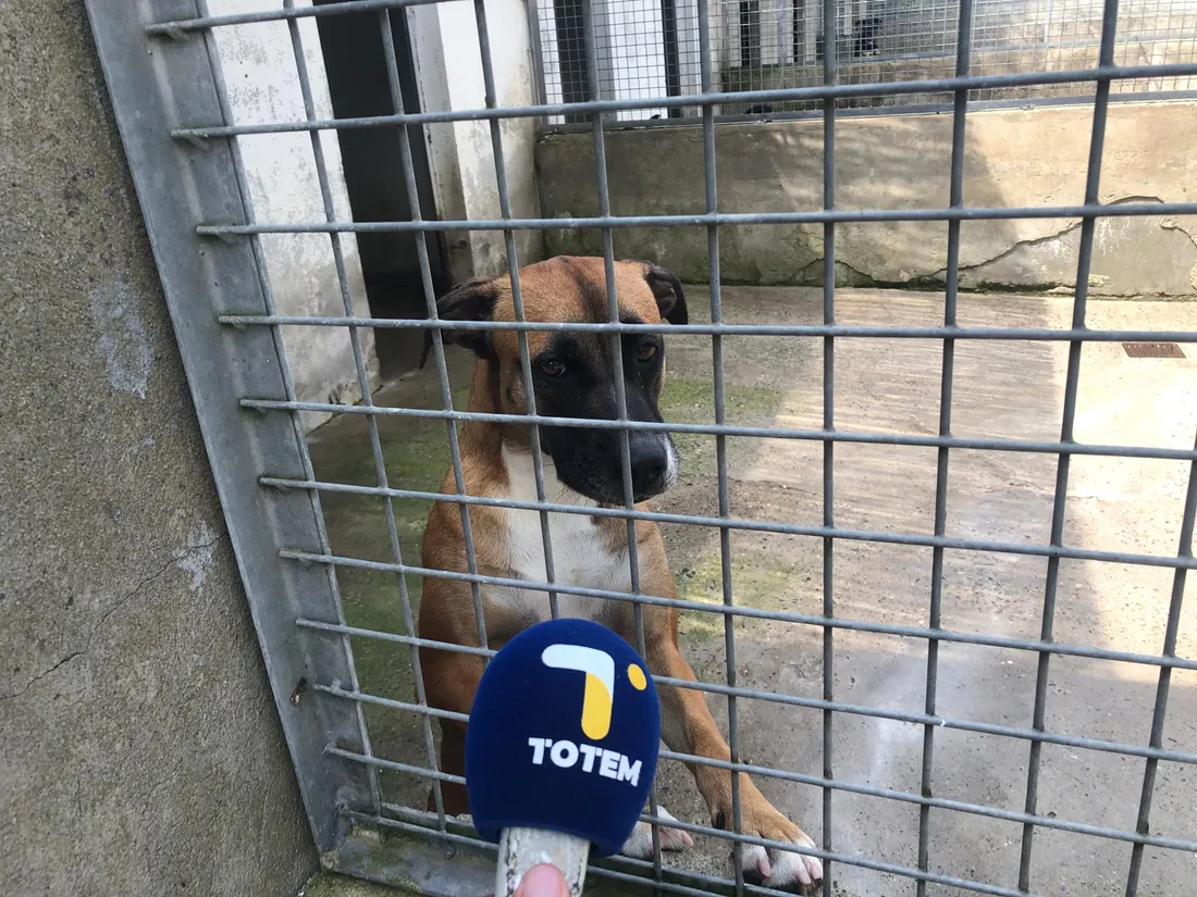 Après un chien gendarme, bientôt un chien prêt pour la radio ?