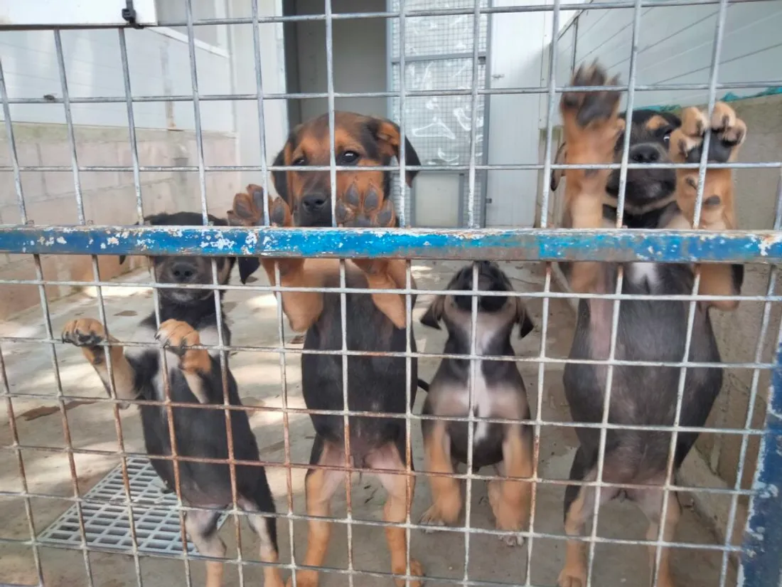 Le plus dur, c'est de ne pas craquer devant tous ces chiots