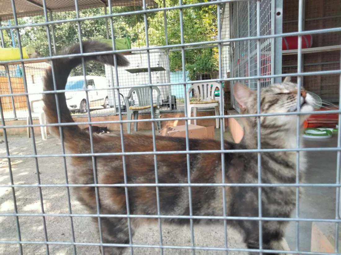 Une centaine de chats sont à adopter au refuge du Ramier de Montauban