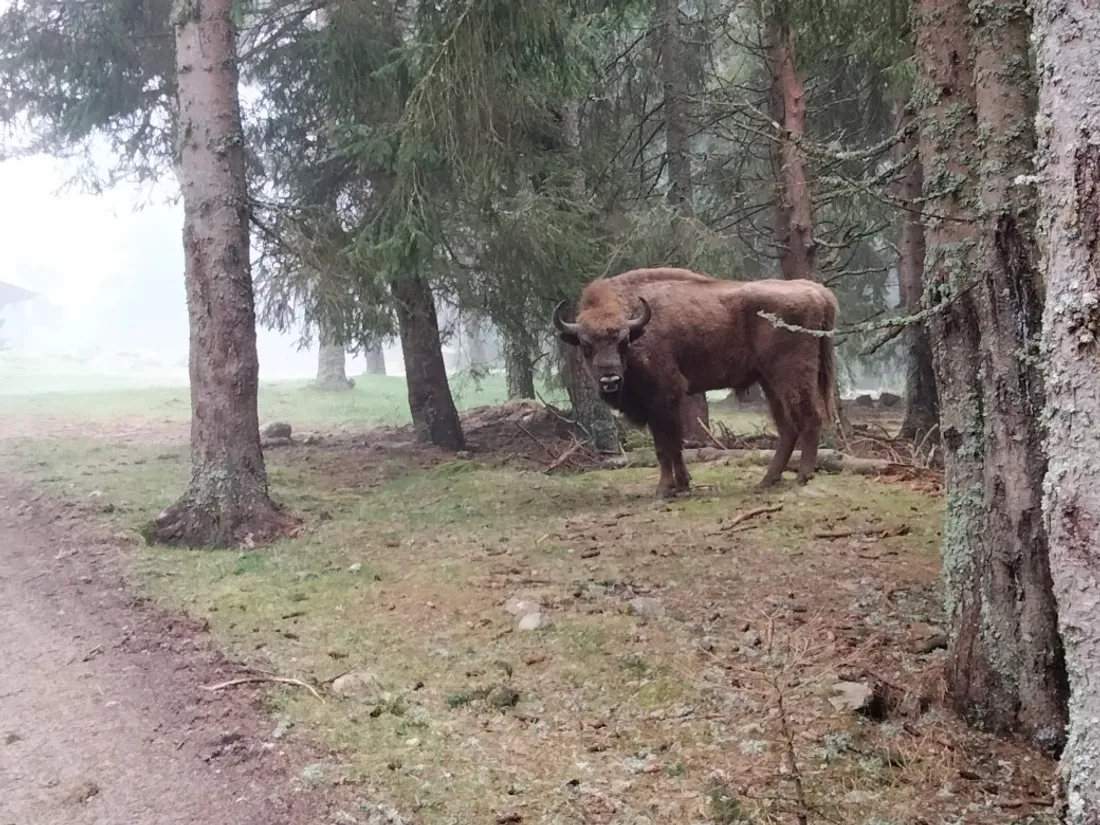 Taran, bison de trois ans s'installe au Parc des Bisons d'Europe
