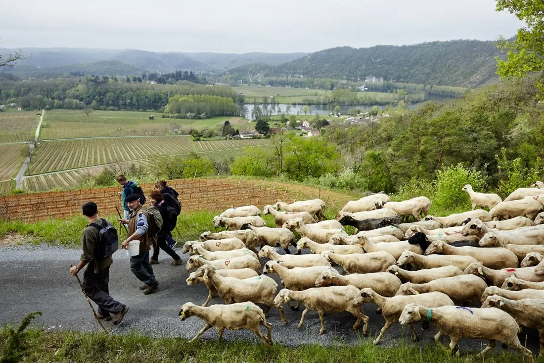 Transhumance en Quercy - Illustration