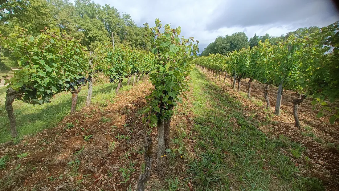 Les vignes de Branceilles