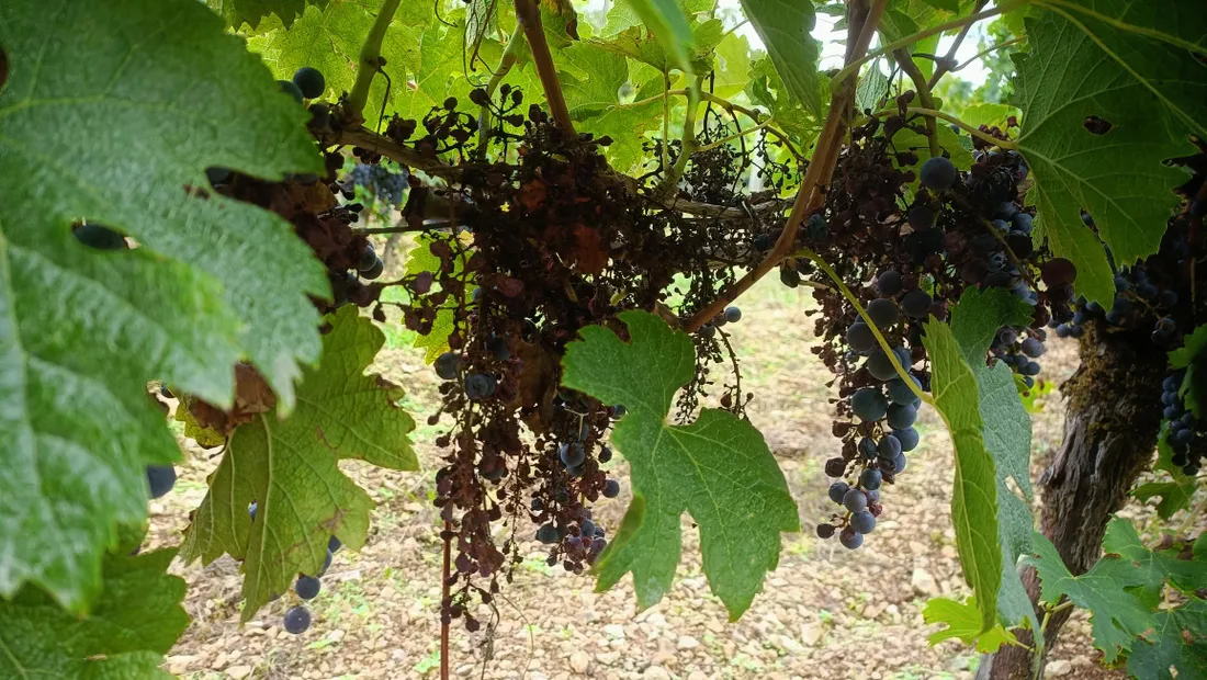 Les affres du mildiou sur les vignes de Branceilles