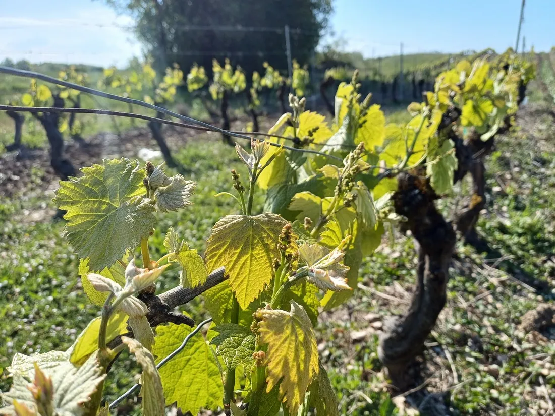 Des vignes de l'AOC Cahors - Illustration.