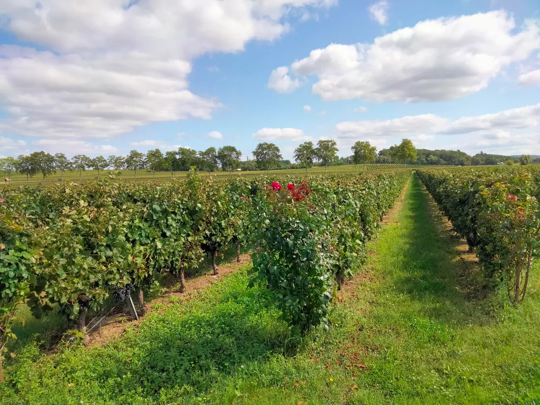 A Gaillac les vendanges ont commencé il y a quelques jours