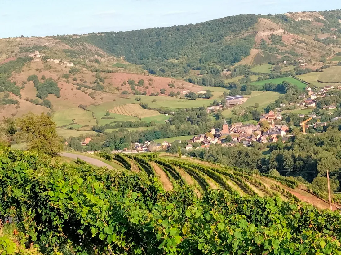 A Marcillac, les raisins poursuivent ne sont pas encore à maturité