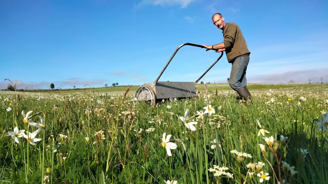 Les frères Pagès ramassent les narcisses depuis qu'ils ont 10 ans