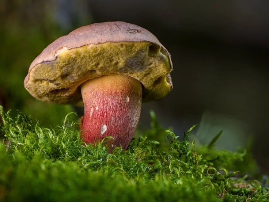 Les coins à champignon ça ne se dévoile pas