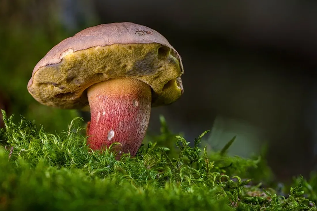 Les coins à champignon ça ne se dévoile pas