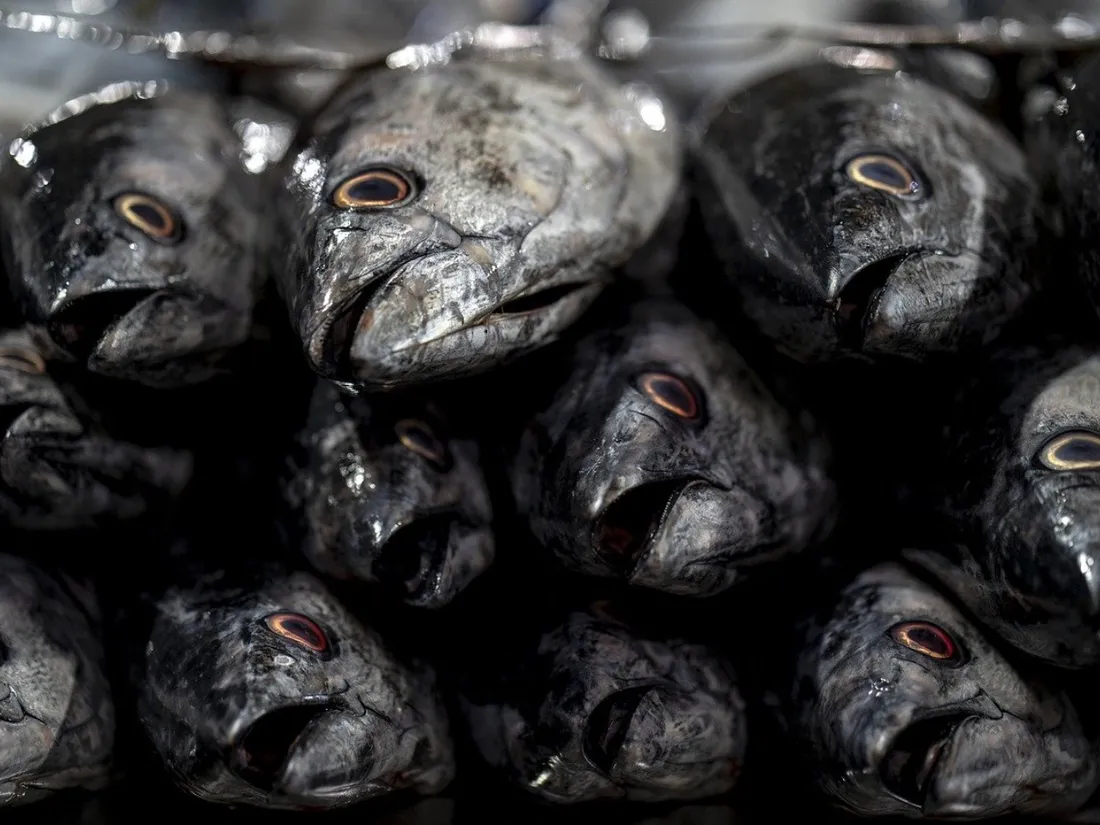Des poissons morts - Illustration