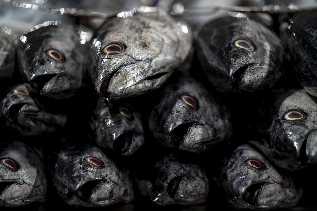 Des poissons morts - Illustration