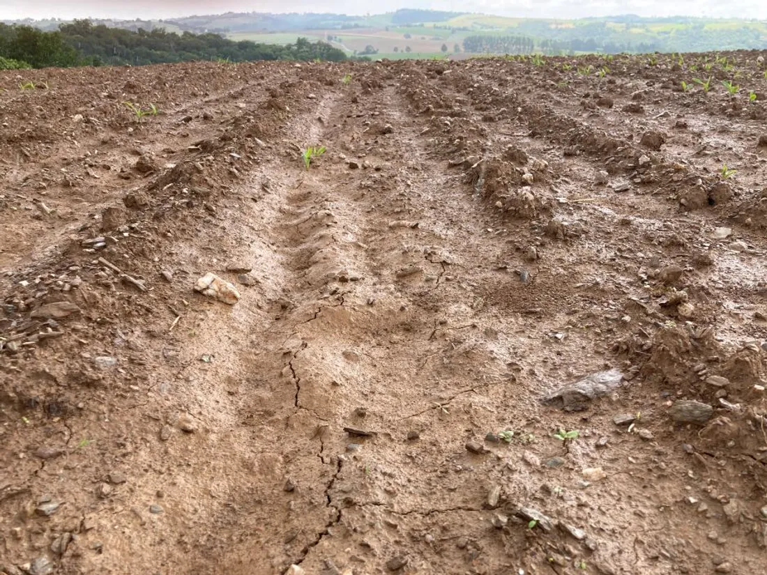 Les dégâts causés par des sangliers dans un champ de maïs en Aveyron.